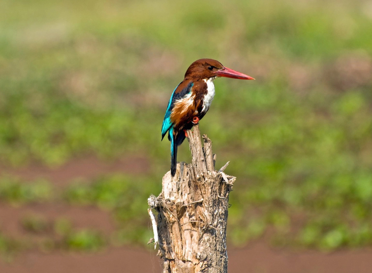 Bird watching