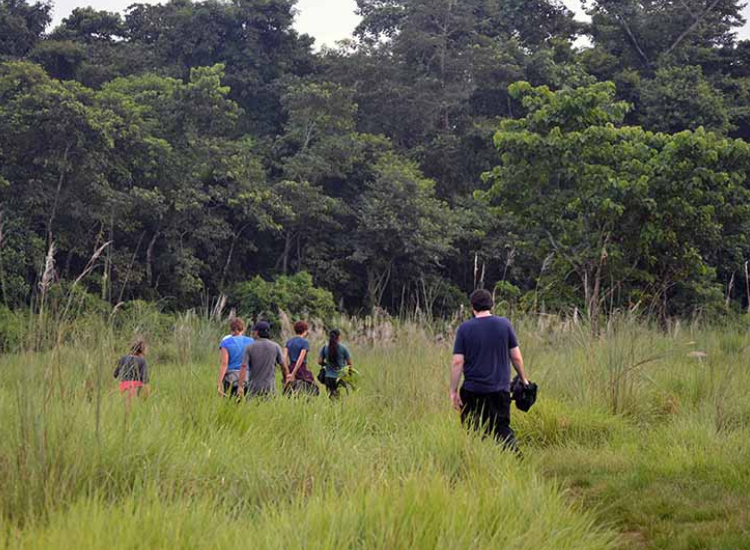 jungle walk
